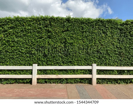 Green Tree wall fence home design