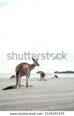 Kangarroo Wallabys at the Beach
