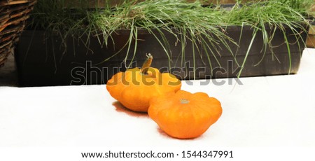 Two pumpkins as decoration on a white floor near a pot of grass. Halloween concept. Soft light. Banner 