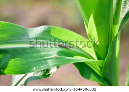 Corn fall armyworm (Spodoptera frugiperda) moth hiding in young corn leaf. Royalty-Free Stock Photo #1544386802