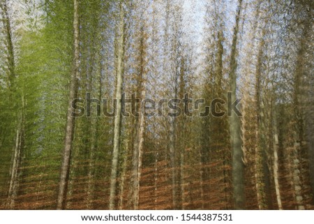 Forest with multiple exposure (9 pictures)