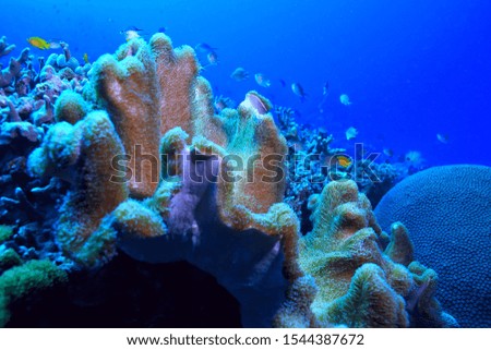 underwater landscape in the ocean, blue nature view