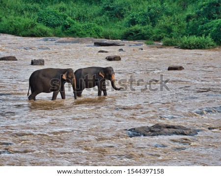 Elephants in Pinnawala, Sri Lanka