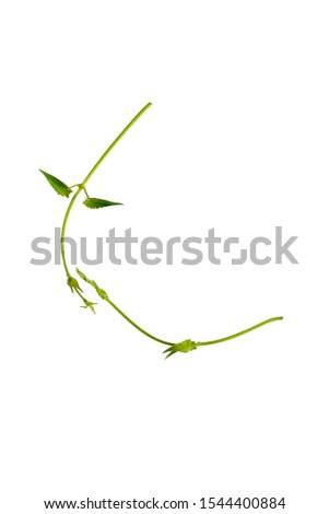 Heart shaped green leaves twisted Binahong plant for herbal medicine isolated on white background with clipping path