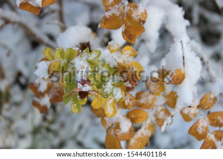 rosehip branch with berries and yellow leaves under the snow. first snow in October