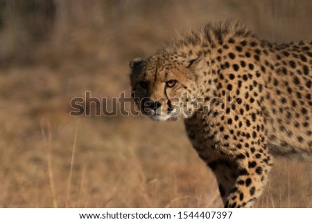 Cheetah kept in captivity in Mabalingwe, South Africa, Free State, blurry yellow background, grass and field, nature reserve