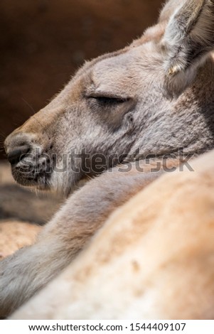 Baby Kangaroo in a Zoo in Queensland 