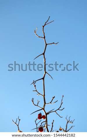 Thorny branch of hawthorn against a blue sky