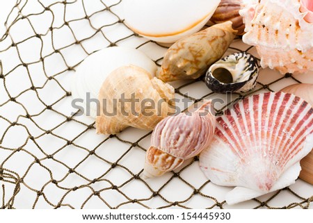 Sea shells with fishing net on a white background.