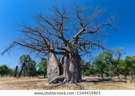 Baobab tree (Adansonia digitata) in the Okavango Delta in Botswana, Africa. 