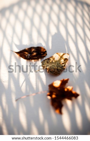 Autumn leaves in the shadow of a basket. 