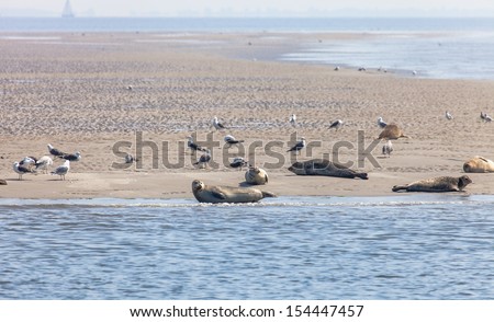 Wild seals and seagulls on the sandbank close to Texel island, Netherlands Royalty-Free Stock Photo #154447457