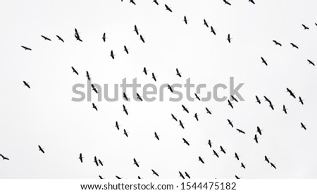 Storks gather in a wedge to fly to the warm lands for the winter