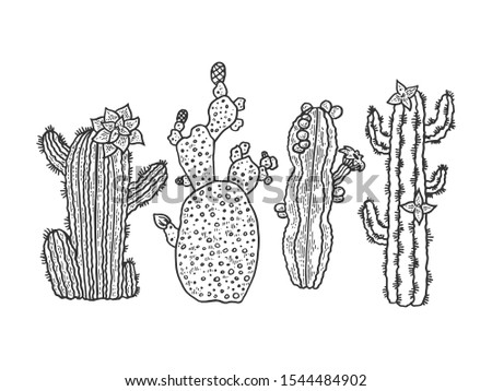 Cactus flower plant set sketch engraving raster illustration. T-shirt apparel print design. Scratch board style imitation. Black and white hand drawn image.
