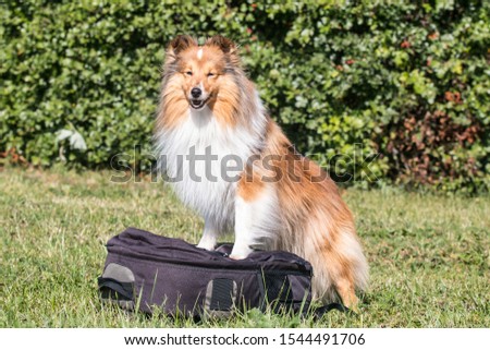 Fluffy smiling sable white shetland sheepdog standing on photo backspace outdoors with green background. Little sheltie, collie, lassie dog, photographer funny helper with beautiful orange coat