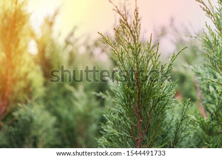 Forest from green branches of juniperus virginiana (red cedar or eastern redcedar or virginian juniper or eastern juniper or pencil cedar) in sunlight. Royalty-Free Stock Photo #1544491733