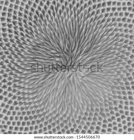 pollen of sunflower texture, black and white style
