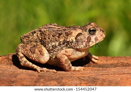 Fowlers toad (Anaxyrus Bufo fowleri) on a log with a green background