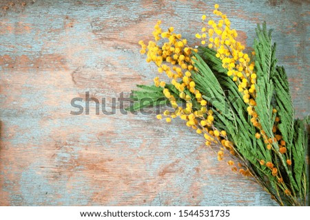 mimosa flowers on dirty wooden background