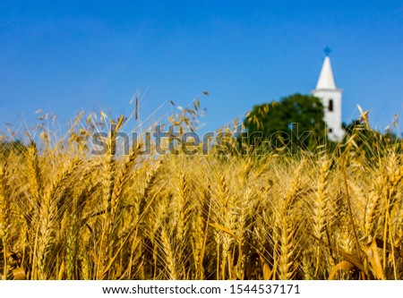 Photo of a wheat field. Beautiful golden field crops. White church tower in the background. Sunny bright picture with warm colors.