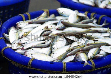 Mackerel fish in blue basket, Fishery industrial