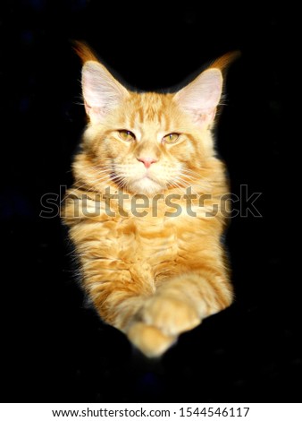 Orange maine coon cat looking forward portrait on a black background