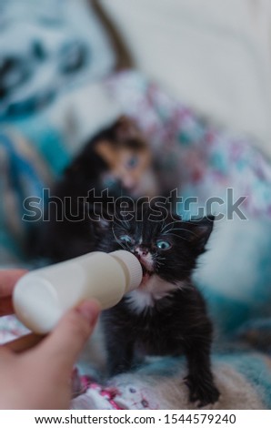Feeding baby kittens with a milk bottle