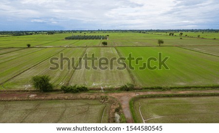 Vast rice fields in Thailand