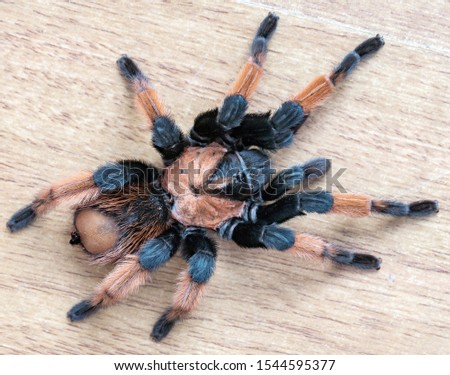 hairy tarantula spider on a light background close-up