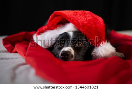 A loving border collie puppy relaxes between the red and white sheets with the Santa Claus hat