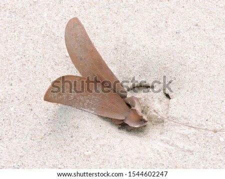 Fruit de Yang from rubber plant with wing on sand beach. Rubber fruit with wings on sand