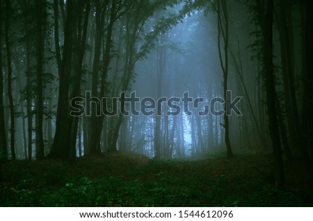 magical light in fantasy forest landscape