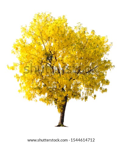 Yellow tree isolated on white background. Royalty-Free Stock Photo #1544614712