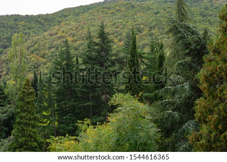 Picturesque calm autumn landscape with coniferous trees and cedars on background of Ayu-Dag (Bear Mountain) mountain in Partenit, Crimea. Selective focus.