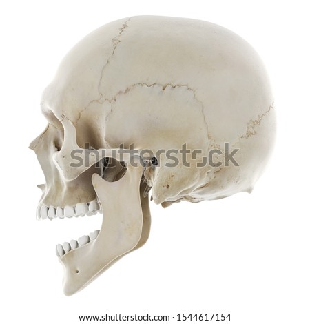 3d rendered medically accurate illustration of the skull with open jaw