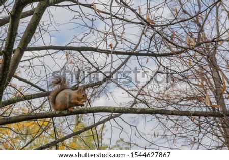 squirrel with a fluffy tail sits on a tree branch, photo taken in autumn afternoon against a blue sky