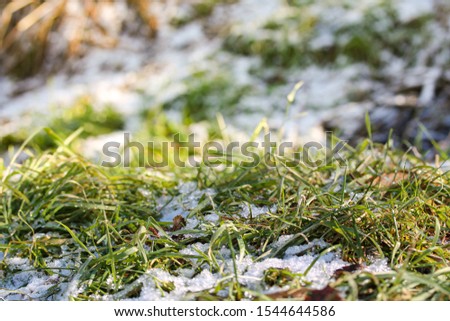 Green grass with snow and fallen leaves in the park. Picture of three seasons - summer, autumn and winter. Sunny day background