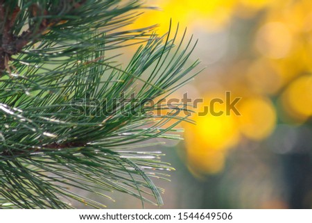 Spruce tree isolated on festive background with yellow bokeh sparkles. Winter and Christmas concept. Free copy space for Your text. 