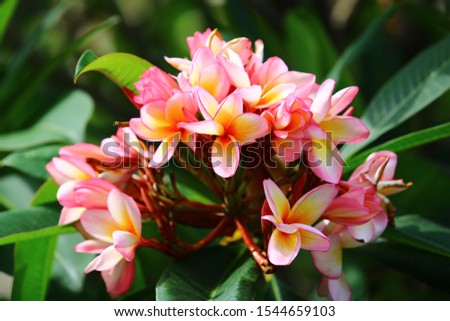 Beautiful pink yellow plumeria blooming, Bright pink yellow plumeria flowers as a floral background,plumeria flowers texture and background,Close-up plumeria tree with flowers,Colorful of Plumeria