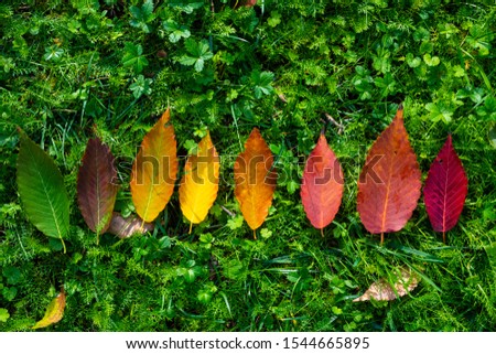 autumn colors composition with leaves from green to red life to death from the tree with green miw orange dark red color rainbow 