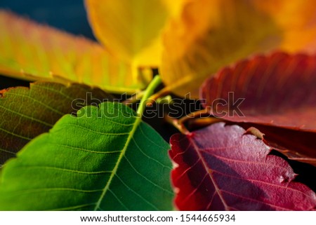 autumn colors composition with leaves from green to red life to death from the tree with green miw orange dark red color rainbow 