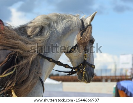 Pure Spanish Horse or PRE, portrait against blue sky background