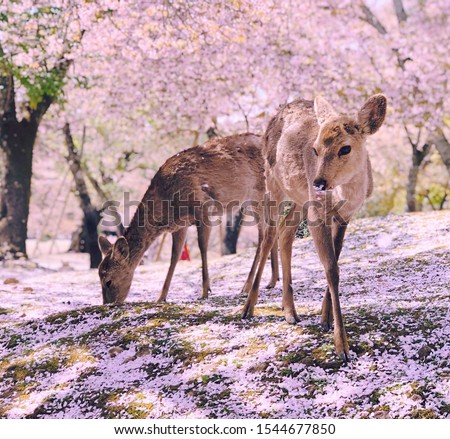 Nara's Deer in Ethereal Pink Cherry Blossom Scene, Japan Royalty-Free Stock Photo #1544677850
