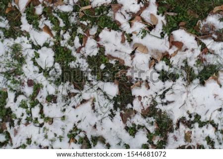Greenery covered with brown fallen leaves and white snow from above