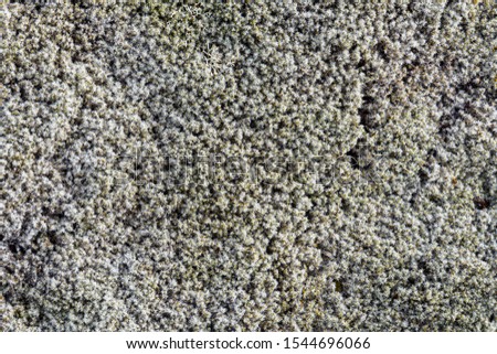 Close up picture of Icelandic moss as a background texture