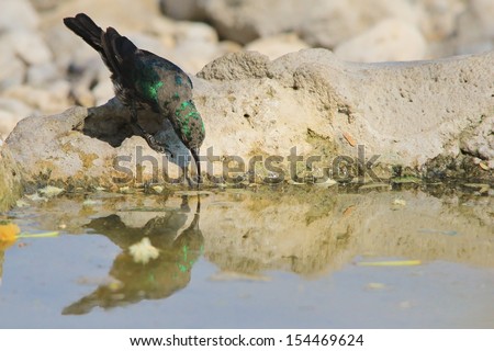 Marico Sunbird - Wild Bird Background from Africa - Reflection of beauty through water