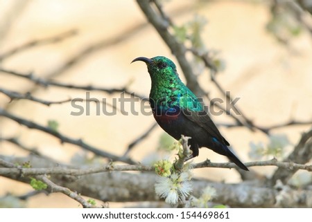 Marico Sunbird - Wild Bird Background from Africa - Emeralds for feathers