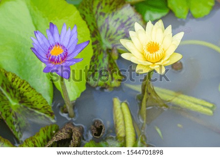 Close-up of beautiful of purple and yellow lotus are blooming in the potted with nature background