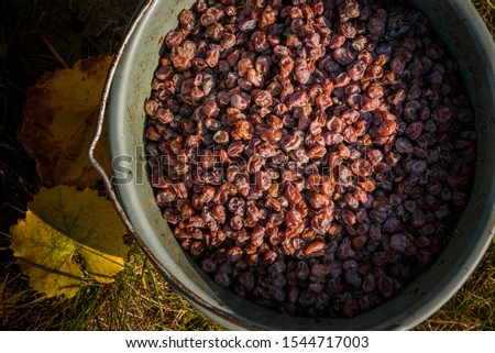 Botrytised aszú grapes in a picking bucket during autumn harvest in Tokaj, Hungary Royalty-Free Stock Photo #1544717003