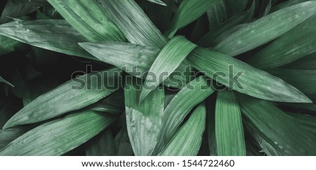 tropical leaves in nature,Dark moody green ,foliage natural background